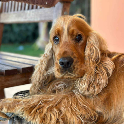 Anello cuori con Foto